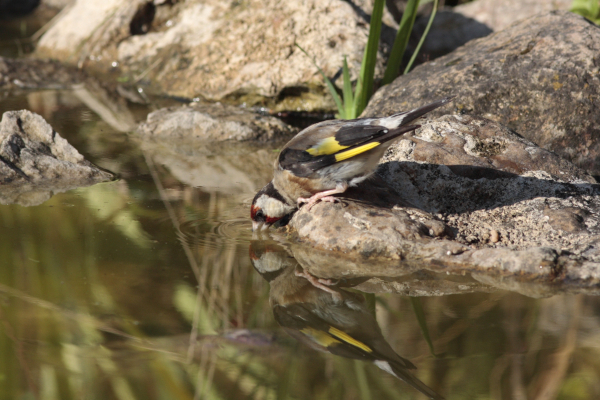 Chardonneret élégant (Carduelis carduelis) en train de boire © Mickaël Lefèvre